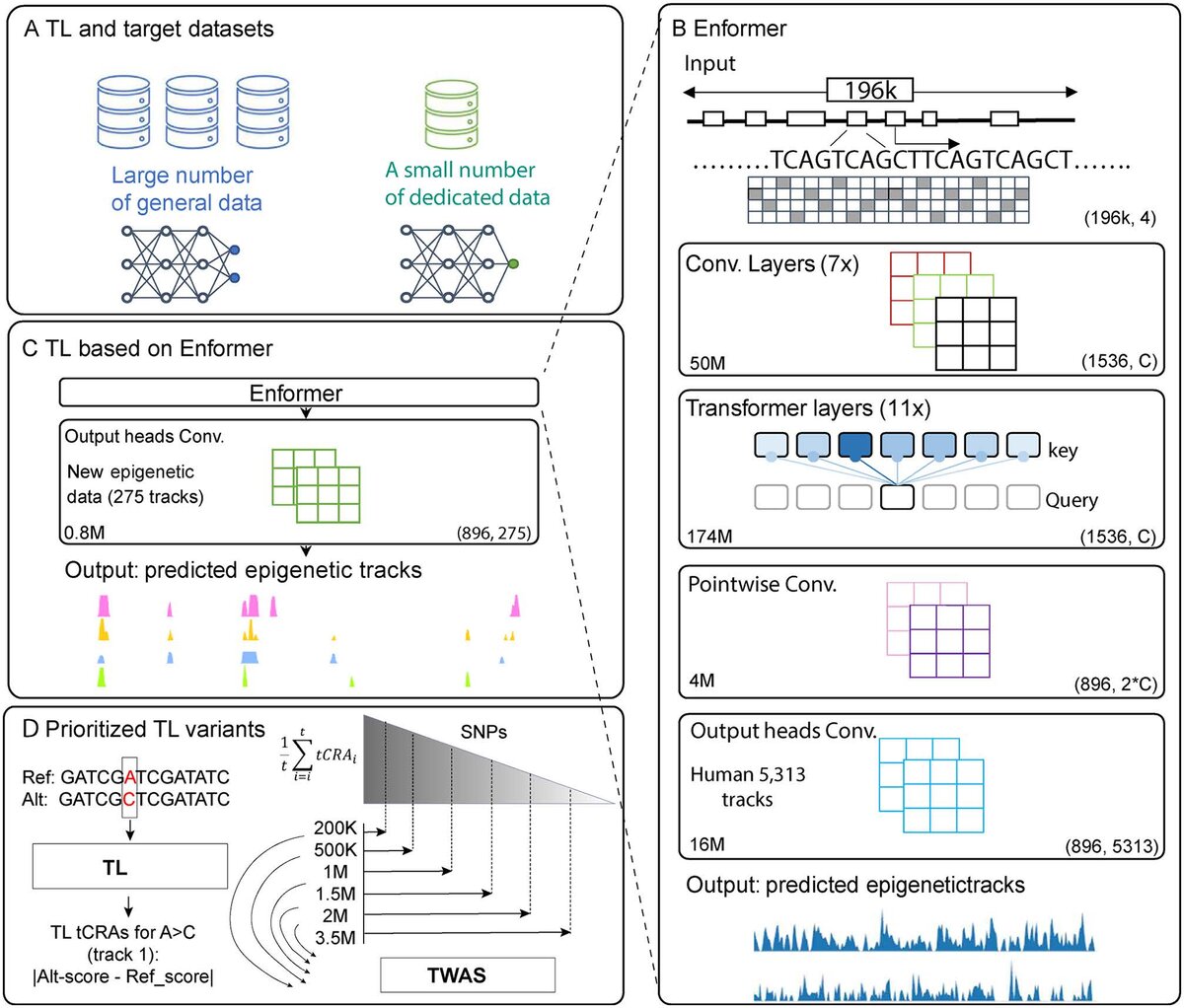 Image for Tissue-specific Transfer Learning Improves Functional Variant and Therapeutic Target Discoveries in Breast and Prostate Cancer